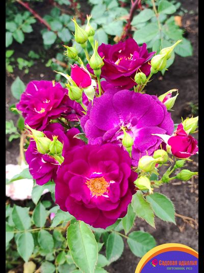 Миднайт Блю (Midnight Blue)