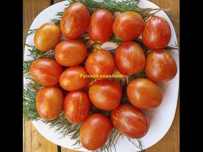 Томат Русская королева (Russian Queen)