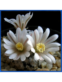 Mammillaria sanchez-mejoradae