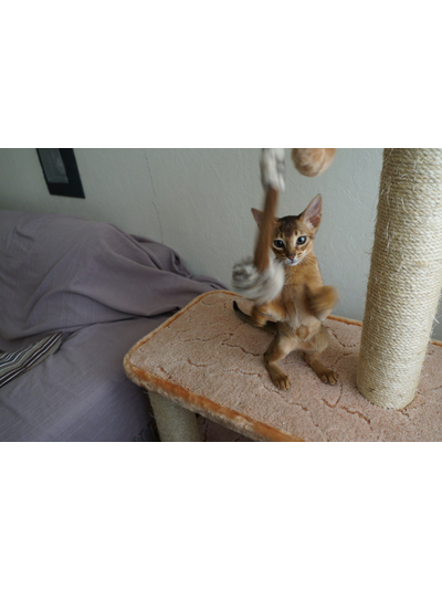 №145 Домик для кошки Мега  +