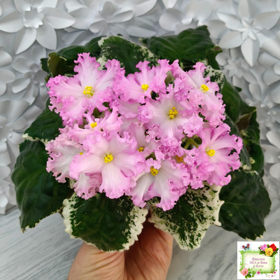 Nik-Обыкновенная Богиня (Н. Булко) 2023 г.