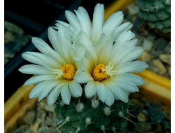 Strombocactus disciformis - 10 семян