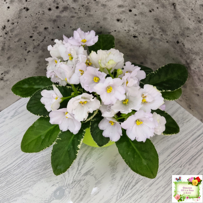 ЛЕ-Стрекоза (Е. Лебецкая) 2020 г. (пестролистный лонг)