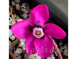 Цикламен(Cyclamen)