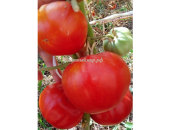 Томат Яблочный большой план (Jabucar Velika Plana, Ябукар велика плана)