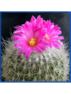 Thelocactus conothelos v. macdowellii GM 062