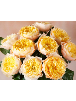 Голден Вувузела (Golden Vuvuzela)