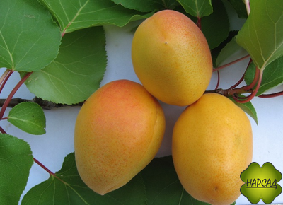 АБРИКОС "Академик Комаров" (саженец 3 года, сеянец из косточки)