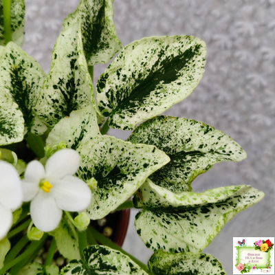 Alan’s Fallen Angel (A.Murphy) трейлер