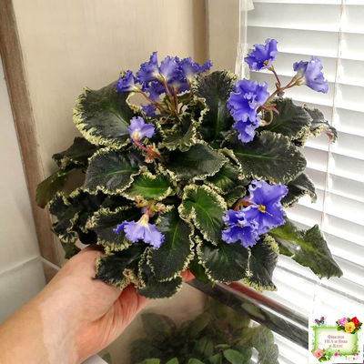 Senk's Try the Decaf (R. Follett/D. Senk) (9872) 01/30/2008 трейлер