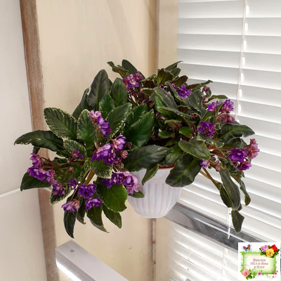 Senk's Azalea Trail (R.Follett/D.Senk) (9845) 01/30/2008 трейлер