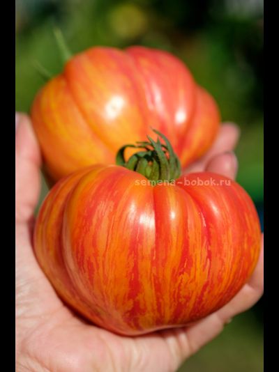 Томат Грибное Лукошко Полосатое, 10 шт