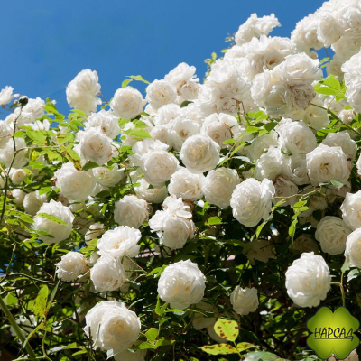 Роза плетистая "Аляска"