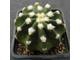 Echinopsis Subdenudata