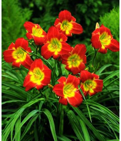 Лилейник Кристмас Из (Christ Is)