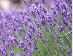 Лаванда горная (Lavandula angustifolia), Крым (5 мл) - 100% натуральное эфирное масло