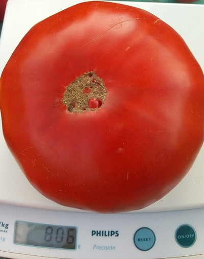 Томат Карабас-Барабас