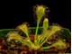 Drosera "Collinsiae"