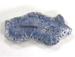 Коралл голубой Акори, Австралия (45*25*9 мм, 11 г) №37702