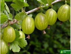 Крыжовник "Малахит"