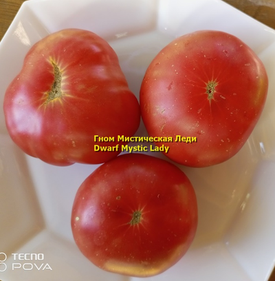 Томат Таинственная леди Dwarf Mystic Lady, Мистическая леди)