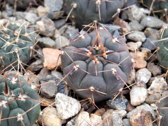 Gymnocalycium bruchii v. niveum VG 536