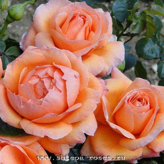 Леди Мармелад