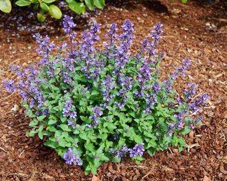 Котовник Фассена (Nepeta faassenii `Purrsian Blue`), ЗКС