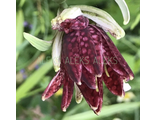 Fritillaria meleagris Pleno