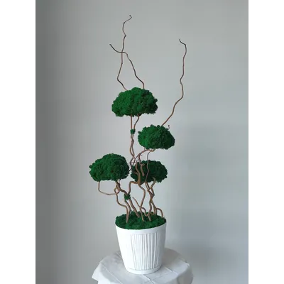 Живая эко-композиция 1001