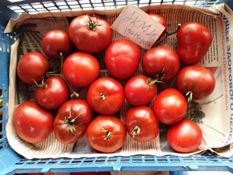 Семена томата Акми