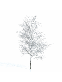 зимние Береза зимняя 4