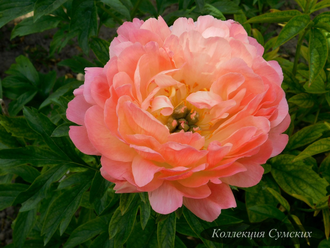 Пион Coral Charm (Корал Шарм)
