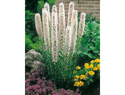 Лиатрис Флористан Уайт (Floristan White), 3 шт/уп