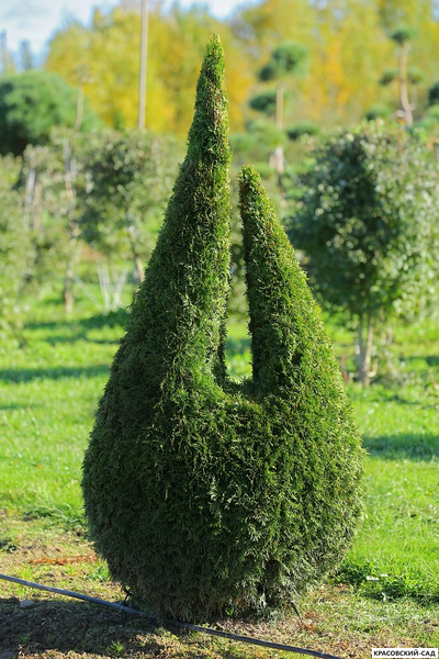 Туя Смаргад Грин Арт