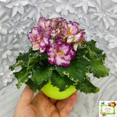 АВ-Буря Эмоций (Фиалковод) 2020 г.