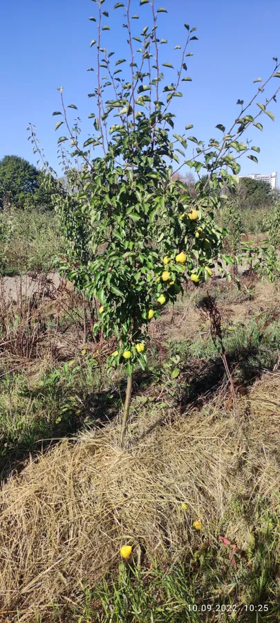 Плодовые деревья 5-7лет