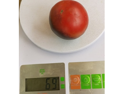 Томат Гондвана Гром (Dwarf Gondwana Thunder)