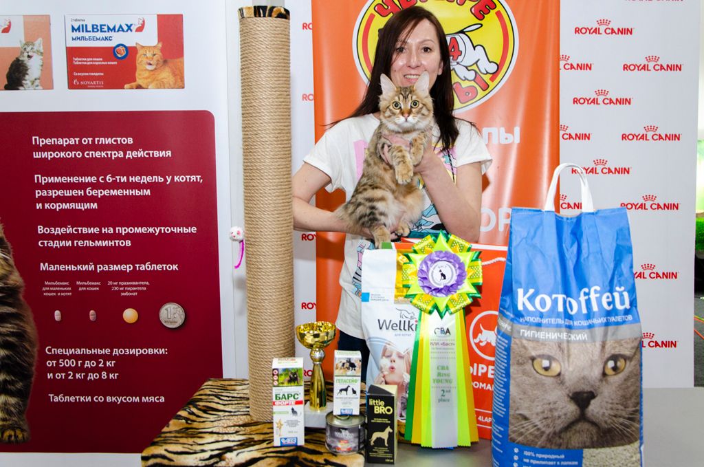 ShawlsCity Tigris Show