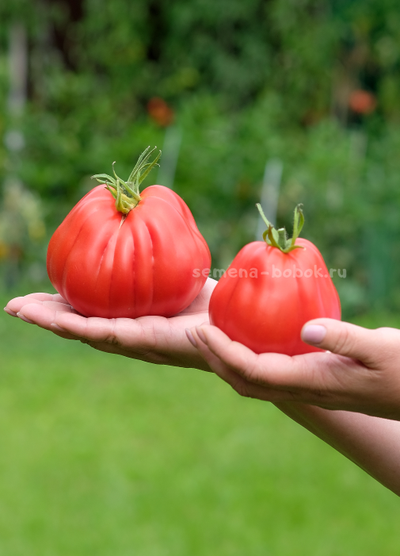 Томат Тюрбан Магриба, 10 шт