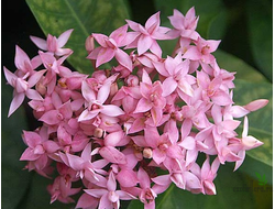 Ixora lobbii (pink and triple petal) / иксора лобби розовая махровая