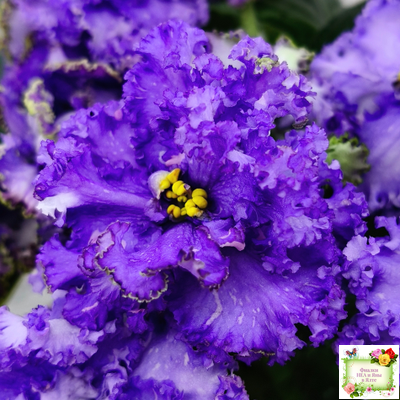 БР-Маленькое Счастье (С. и Н. Буркацкие) 2020 г.