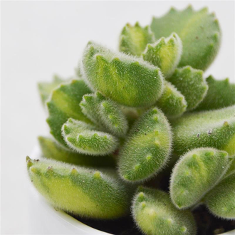 Cotyledon Tomentosa Lemon Stripe