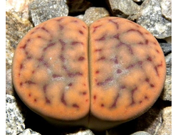 Lithops schwantesii (Литопс Швантеса)