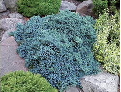 Можжевельник чешуйчатый Blue Star, C5