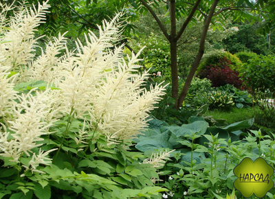 Волжанка обыкновенная (двудомная, лесная)