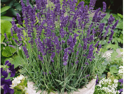 Лаванда узколистная Hidcote Blue, p9