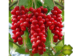 Лимонник (саженец 2,5 года)