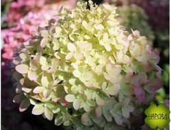 Гортензия метельчатая "ЛИТЛ ПАССИОН" (можно в вазон, за цветами не видно листвы)