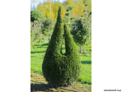 Туя Смаргад Грин Арт